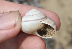 Helminthoglypta walkeriana