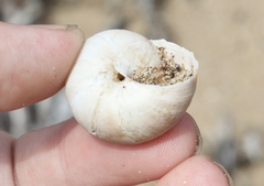 Helminthoglypta walkeriana