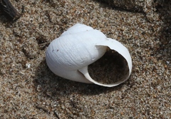 Helminthoglypta walkeriana