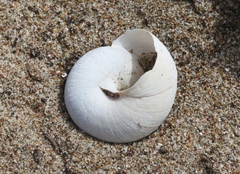 Helminthoglypta walkeriana
