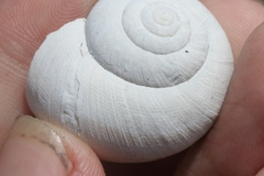 Helminthoglypta walkeriana