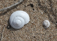 Helminthoglypta walkeriana