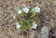 Cryptantha leiocarpa