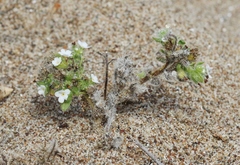 Cryptantha leiocarpa