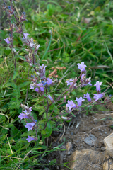 Campanula lyrata