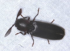 Pseudotetralobus australasiae