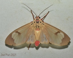 Amerila astreus