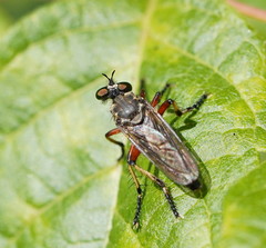 Thereutria amaraca