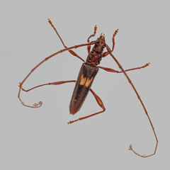 Epithora dorsalis