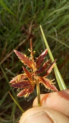 Cyperus nitidus