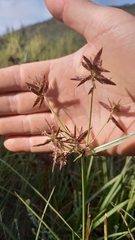 Cyperus nitidus