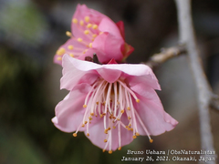 Prunus