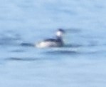Podiceps auritus
