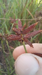 Cyperus nitidus