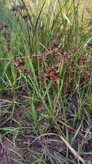 Cyperus nitidus
