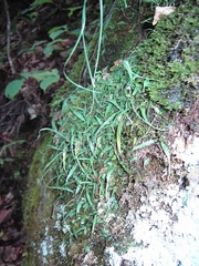 Asplenium ruprechtii