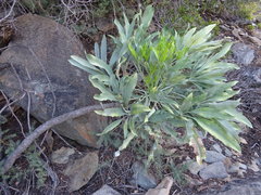 Cussonia paniculata paniculata