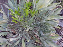 Cussonia paniculata paniculata