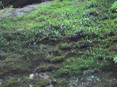 Lepisorus ussuriensis