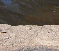 Austrogomphus australis