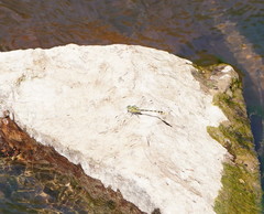 Austrogomphus australis