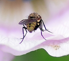 Leucophora