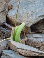 Bulbine spongiosa