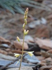 Bulbine spongiosa