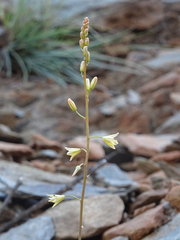 Bulbine spongiosa