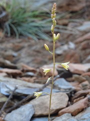 Bulbine spongiosa