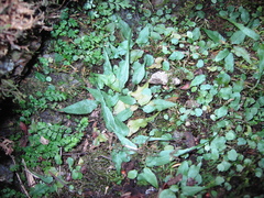 Asplenium ruprechtii
