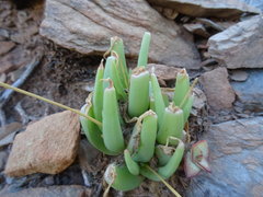 Bulbine spongiosa