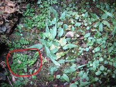 Asplenium ruprechtii