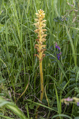 Orobanche bartlingii