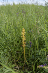 Orobanche bartlingii