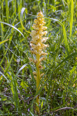 Orobanche bartlingii