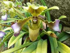 Paphiopedilum hirsutissimum
