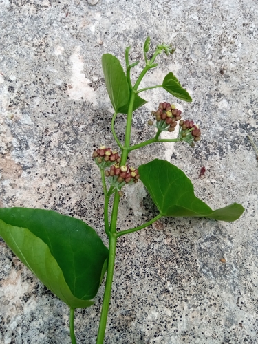 Cissus microdonta