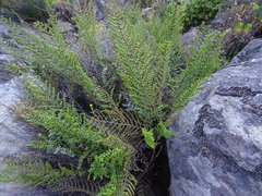 Cheilanthes parviloba