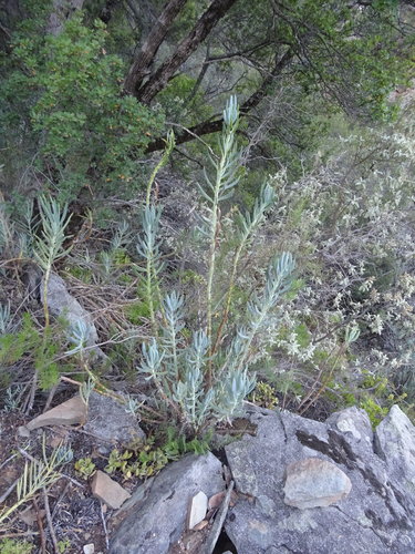 Curio ficoides