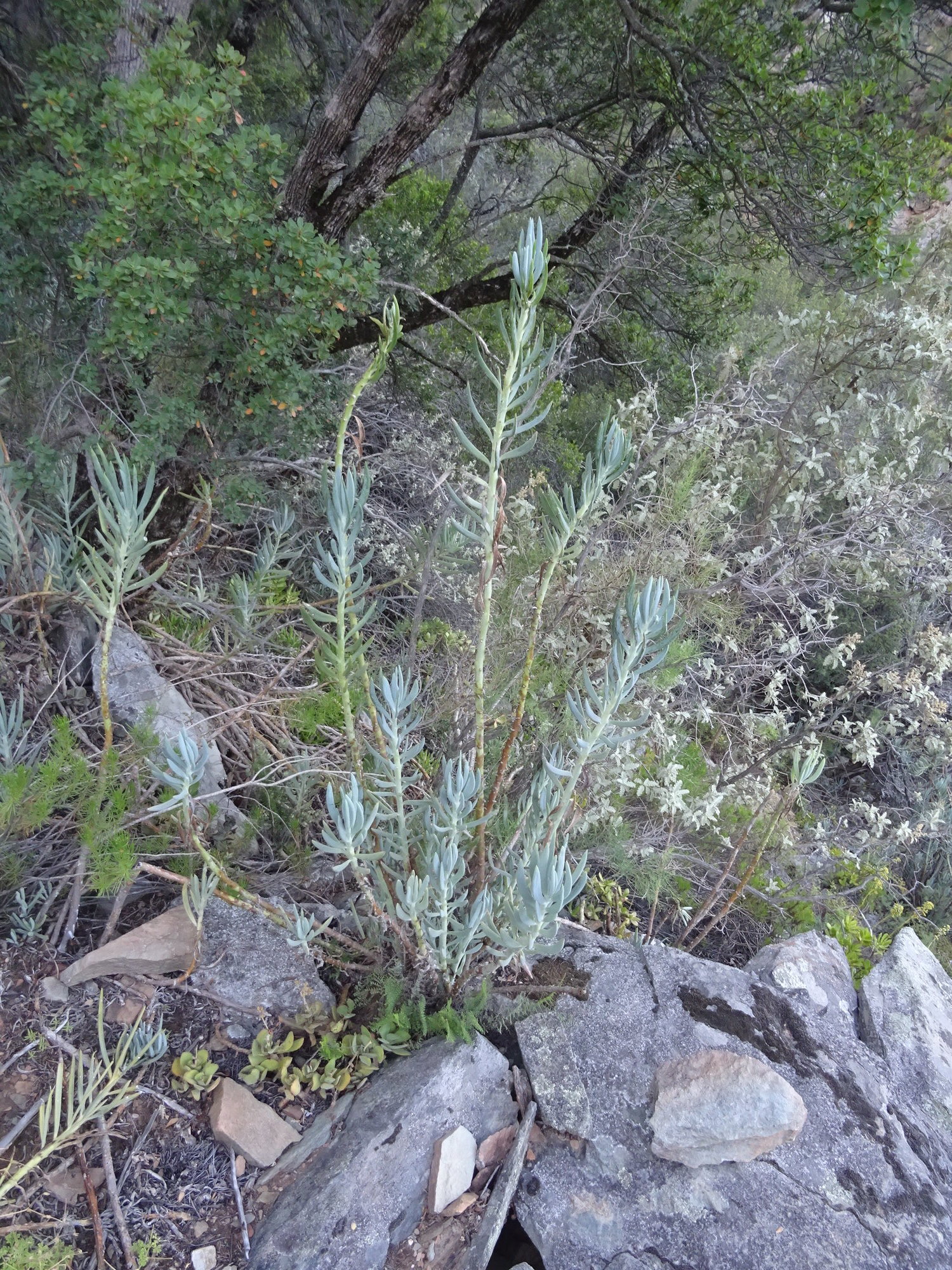 Curio ficoides 'Mount Everest' 3