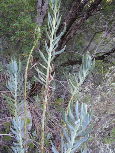 Curio ficoides
