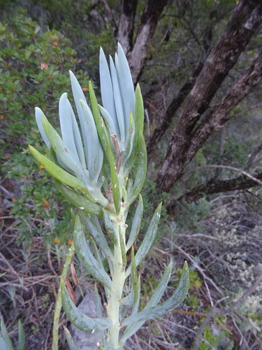 Curio ficoides