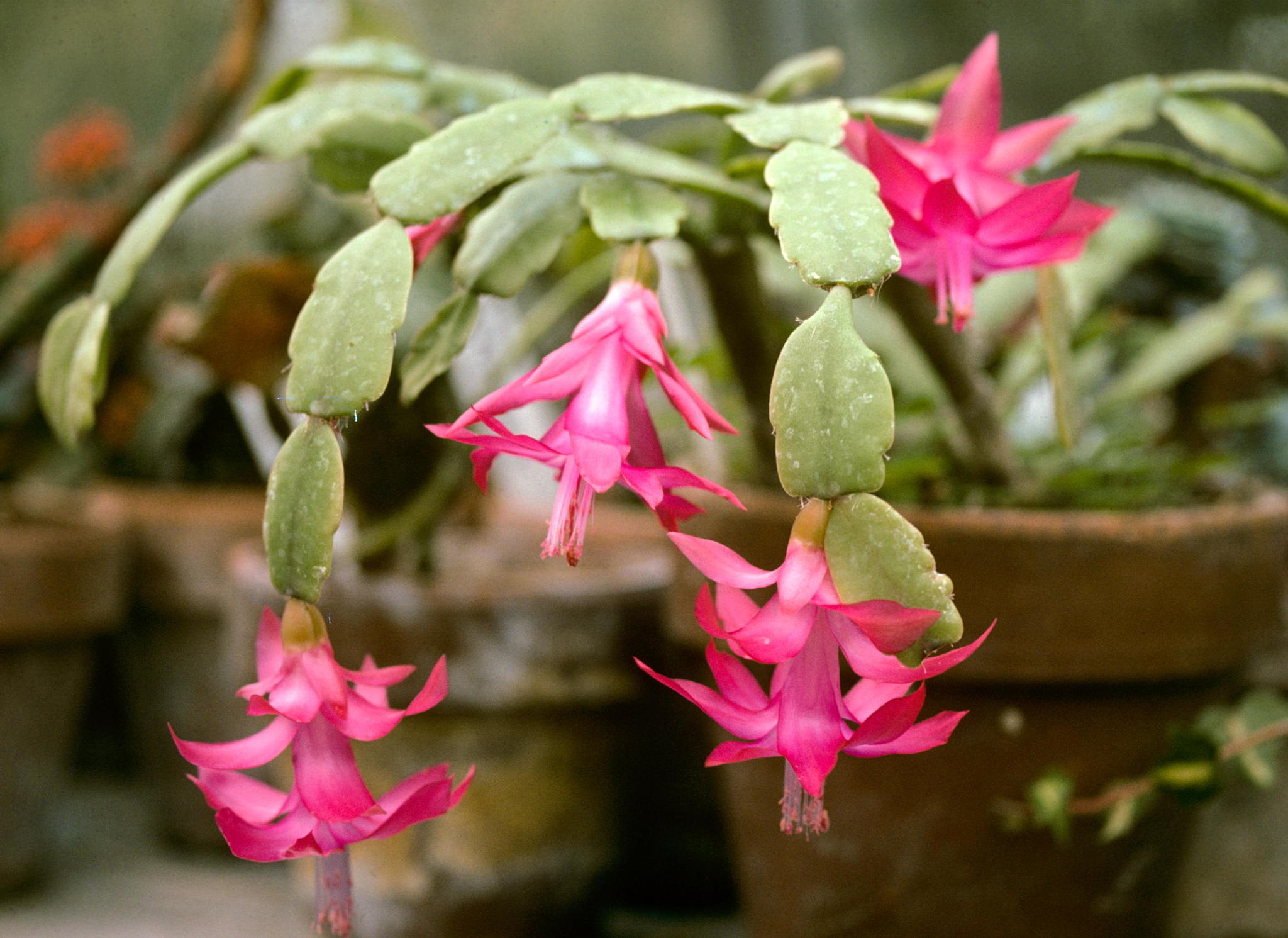 Christmas cacti (Genus Schlumbergera)  iNaturalist