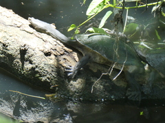Chelodina expansa