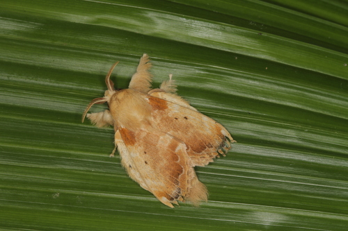 Lasiocampidae image