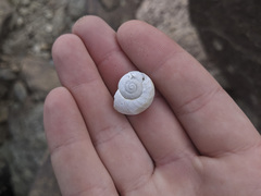 Cahuillus indioensis