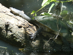 Chelodina expansa