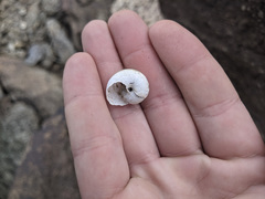 Cahuillus indioensis