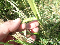 Bolboschoenus caldwellii